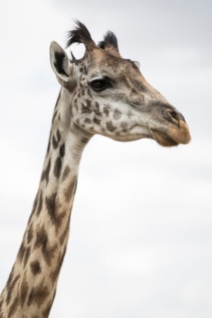 Giraffe in portrait