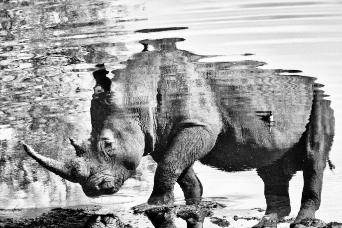 Rhino reflection in waterhole in black and white